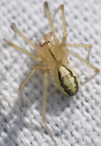 Enoplognatha (latimana-ovata)